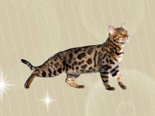 孟加拉豹猫
