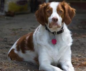 不列塔尼猎犬