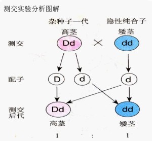 自交测交杂交图解图片