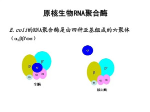 rna聚合酶