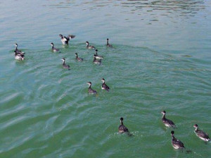获救的水鸟被放归到附近的湖泊