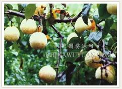 晓起村