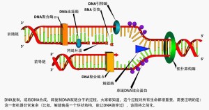 DNA聚合酶