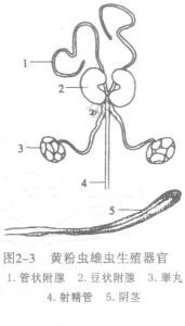 雄性生殖系统