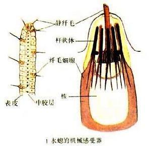 器官概述錄目無脊椎動物的腔腸動物對象內耳迷路中除耳蝸外部位半規管