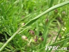 大凌风草
