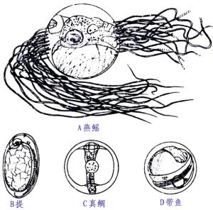 软骨鱼