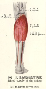 比目鱼肌