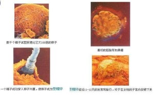 图解发育过程