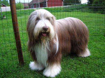 古代长须牧羊犬