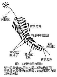 转录过程