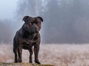 斯塔福德郡梗犬