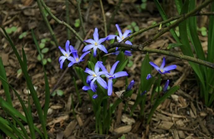 雪光花 雪光花属风信子科植物 搜狗百科