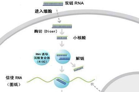 反义RNA_搜狗百科