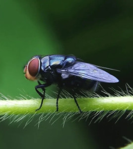 绿豆蝇