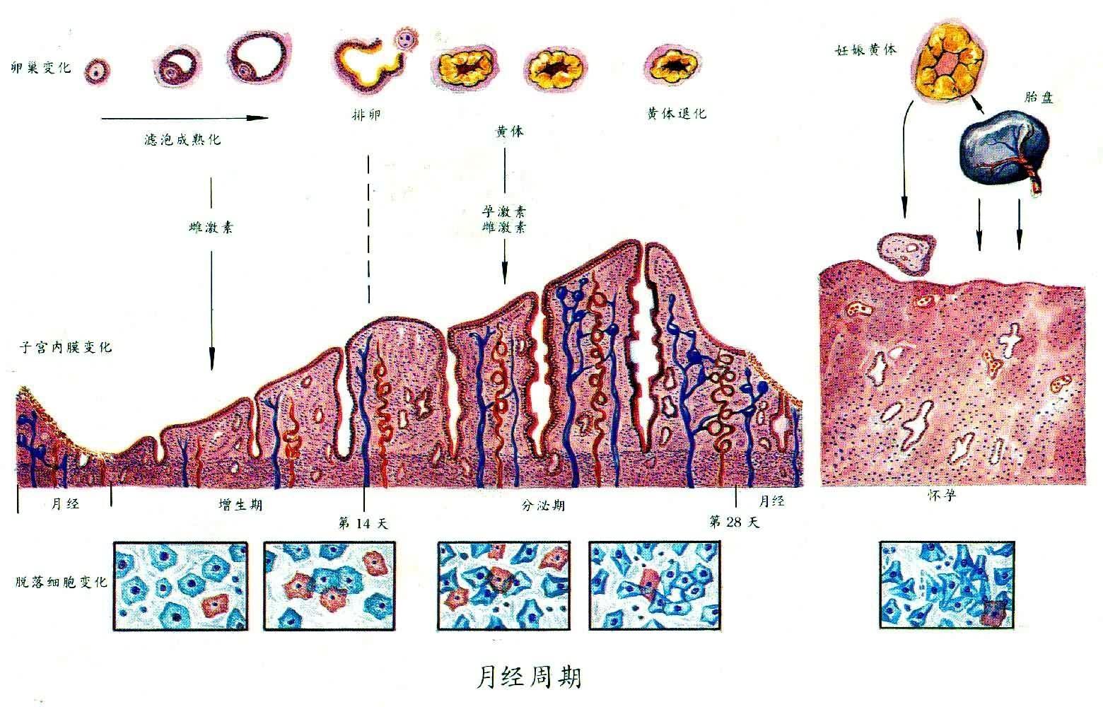 月经周期 搜狗百科