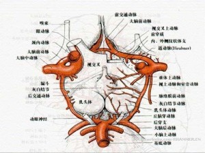 willis 环