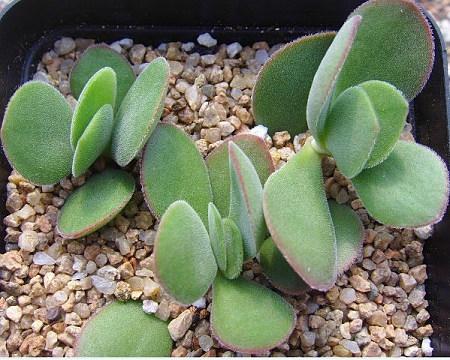 神刀,景天科植物的一种,原产于南非,常用扦插和播种法繁殖,夏季开花