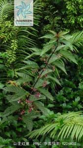 白花灯笼枝叶