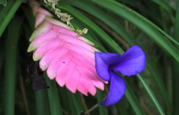紫花凤梨 铁兰属观赏植物 搜狗百科