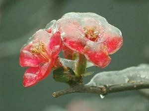 冬梅 蔷薇科梅 搜狗百科