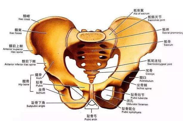 女性骨盆 人体结构名词 搜狗百科