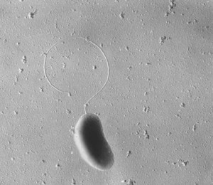 硫酸盐还原菌 搜狗百科