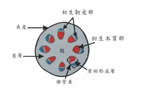 小麦维管束结构图图片