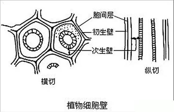 植物细胞细胞壁(5)植物细胞的细胞壁主要成分是纤维素和果胶.