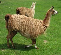 Lama glama