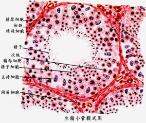 生精小管模式图