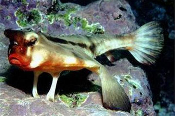 蝙蝠鱼 搜狗百科