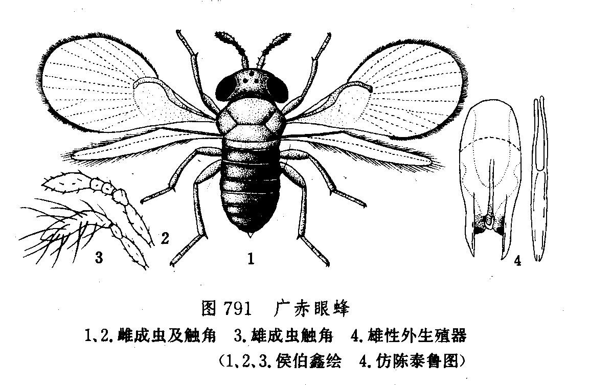 广赤眼蜂