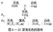 隐形上位例子-家兔