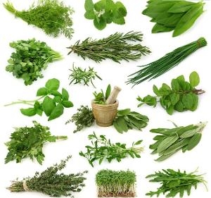 野菜不仅可入药也可食用