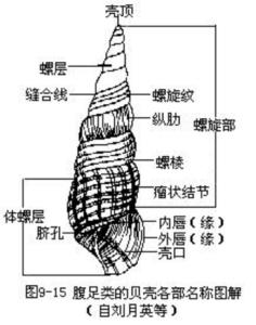 钉螺属