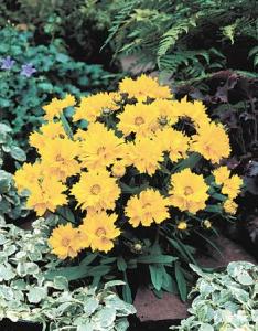 大花金鸡菊