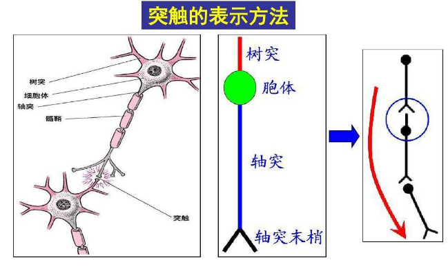 突触