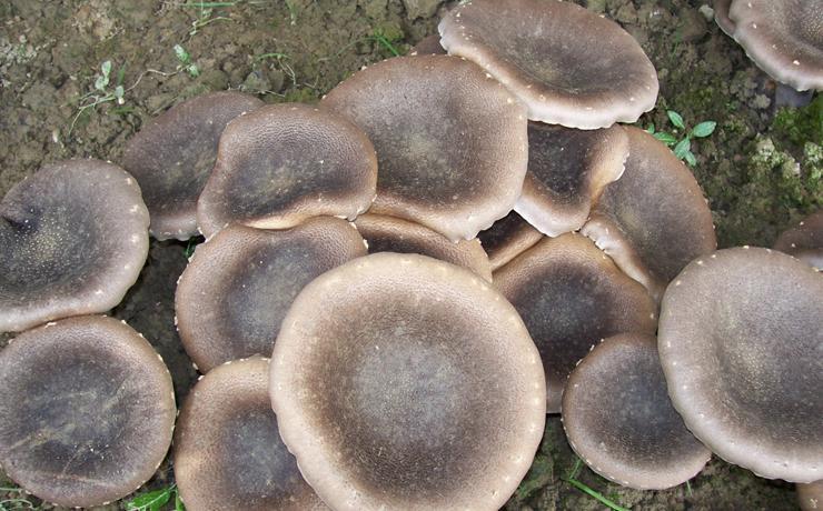 虎奶菇(可食用及药用真菌)