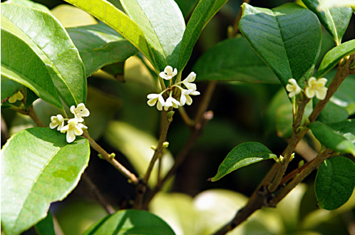 四季桂一年开几次花(家里为什么不能种四季桂花)