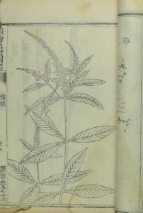 《植物名实图》首刻本内容