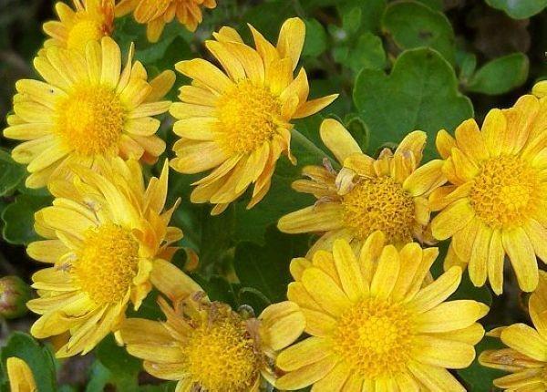 夏菊 菊科的植物 搜狗百科