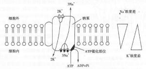 钠泵主动转运示意图