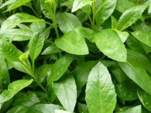 降压草(2)降压草又名紫背天葵,血皮菜,观音苋,红背菜,两色三七草,玉