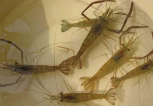 河虾