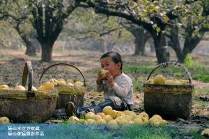砀山梨花节图册