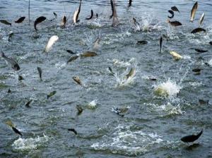 上沙湖牌淡水鱼