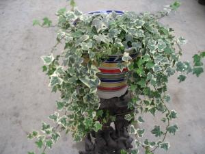 室内观赏植物