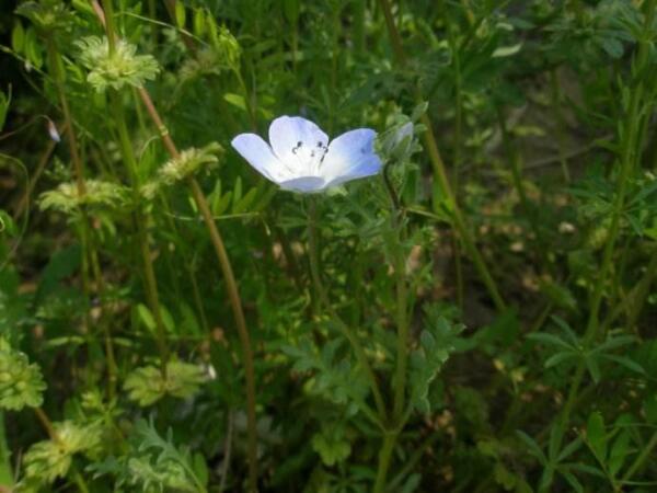 粉蝶花 水叶草科粉蝶花属植物 搜狗百科