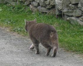 马恩岛猫